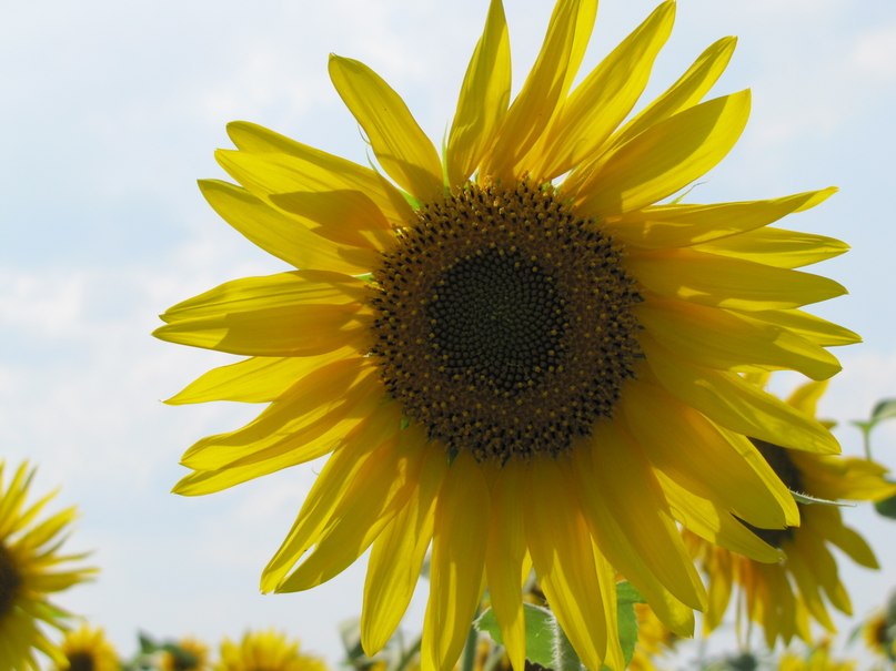 Ира Шумилова | Ярославль