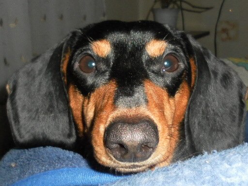 Олег Бояренок | Донецк