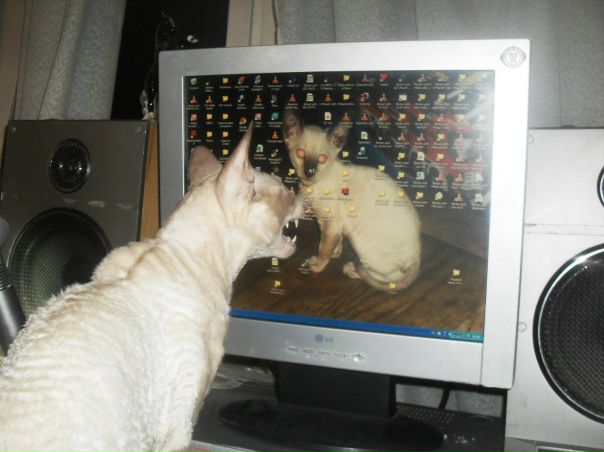 №20, Дмитрий Леонидов, 58 лет, Санкт-Петербург №20, Дмитрий Леонидов, 58 лет, Санкт-Петербург