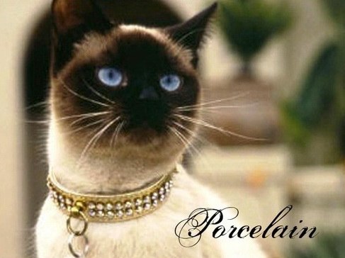 Света Суркова | Киев