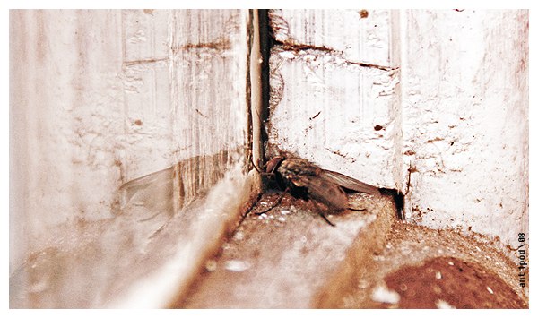 Дмитрий Антипов ant1pod | 