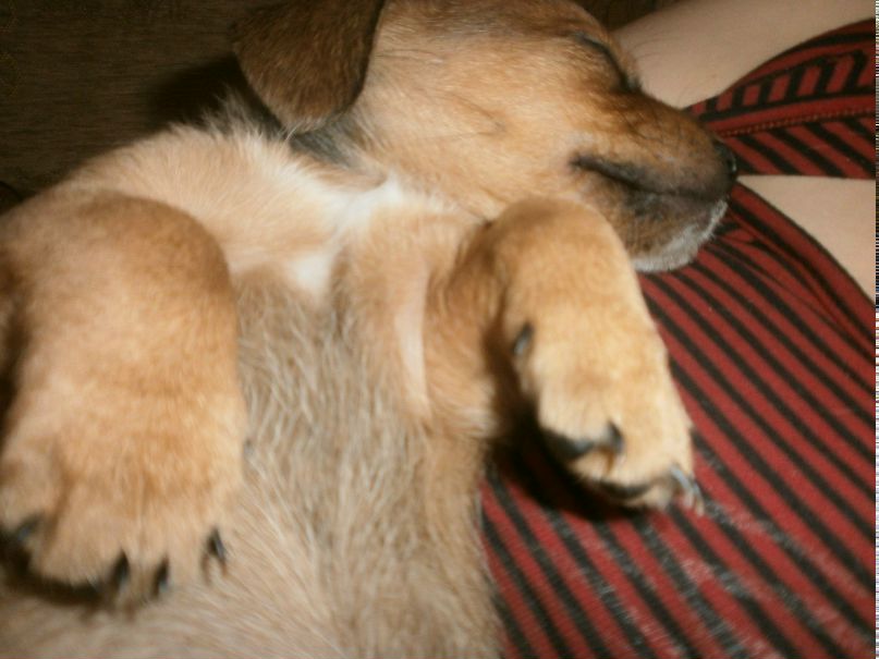 Анастасия Лисенкова | 