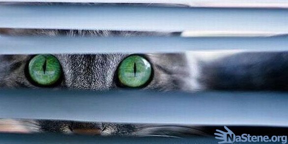 Денис Денисов | Екатеринбург