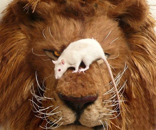 Андрей Стретинский Эрикович | Санкт-Петербург