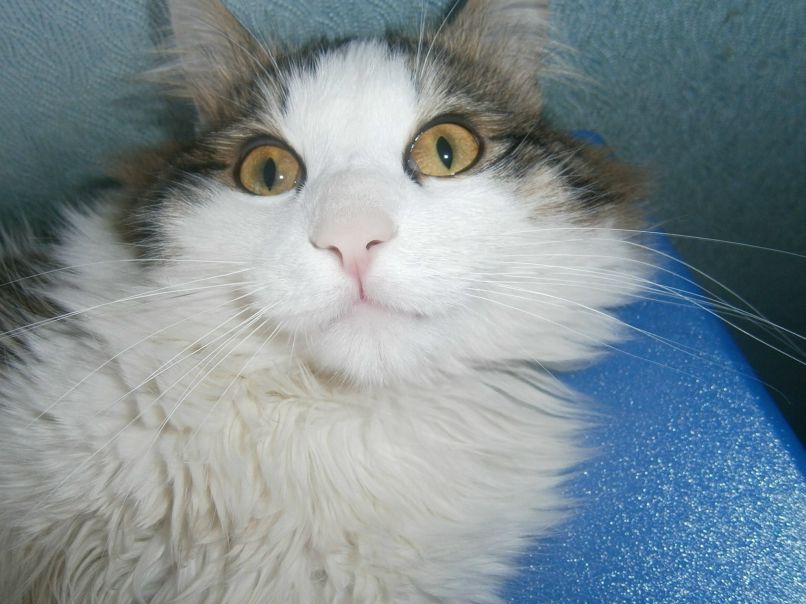 Евгений Крестьянников | 