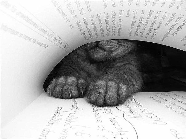 №91, Дарья Максимович, Каменское / Днепродзержинск №91, Дарья Максимович, Каменское / Днепродзержинск