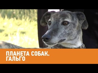 Гальго. Планета собак  Моя Планета