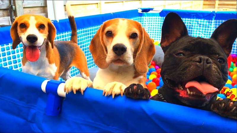 Funny Dogs Turned Their Pool into a BALL PIT : Cute Beagles and French