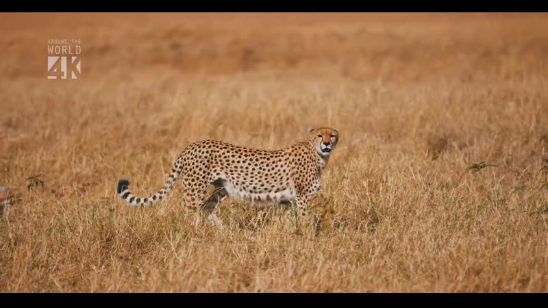 MAASAI MARA Africa
