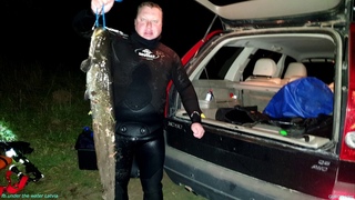 Подводная охота на сома, catfish spearfishing, sams no daugavas up