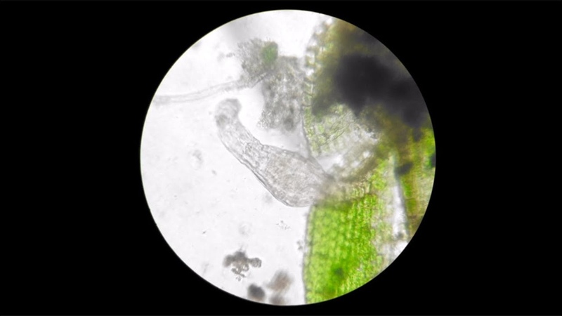 The Big City: A microbial tour of a