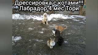 Дрессировка Лабрадора!!! ЖЕЛЕЗНАЯ ВЫДЕРЖКА С КОТАМИ!!!