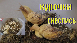 УЛИТКИ СНЕСЛИСЬ /КУДА Я ДЕНУ ЯЙЦА