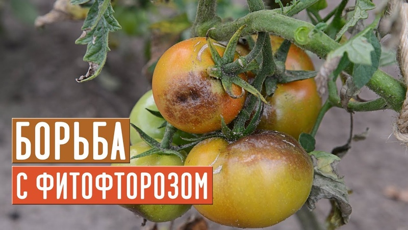 СЕЗОН ФИТОФТОРОЗА В РАЗГАРЕ Как спасти урожай , Садовый