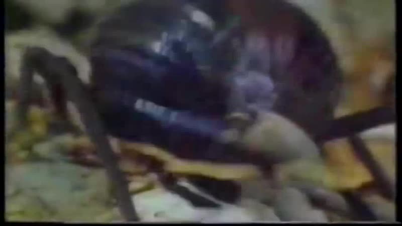 Coldcut Hexstatic Natural