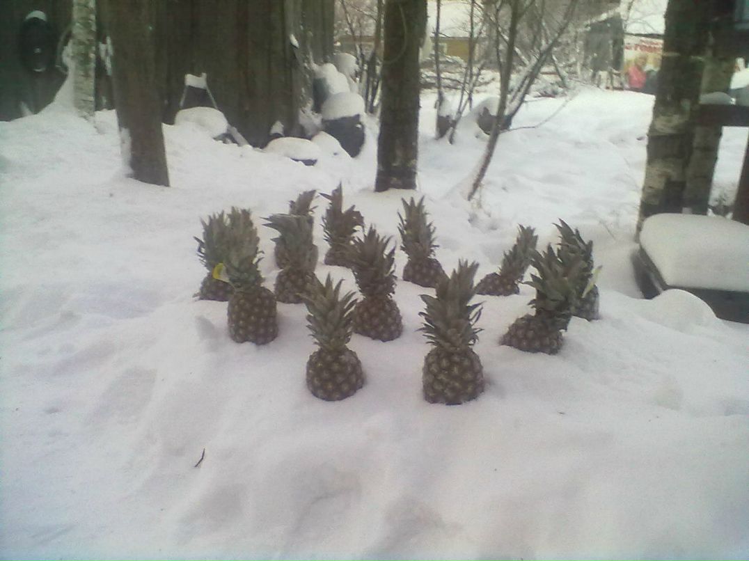 Иван Шведов | Петрозаводск