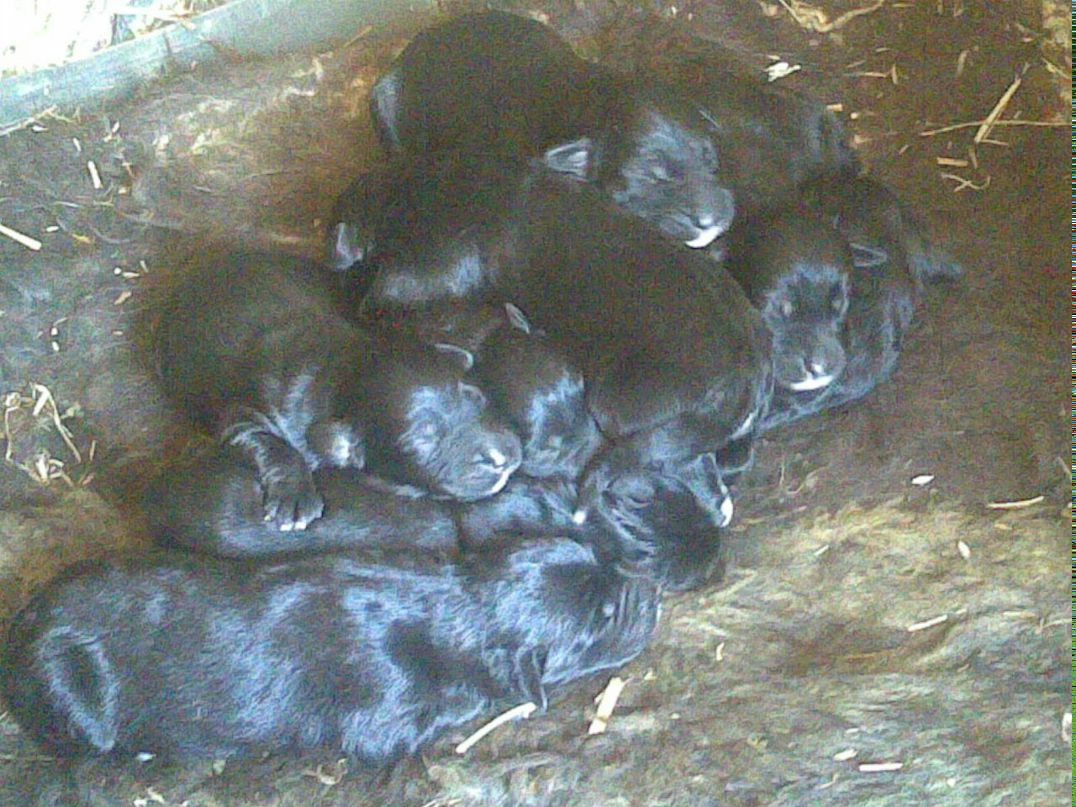 Михаил Щёголев | Житомир