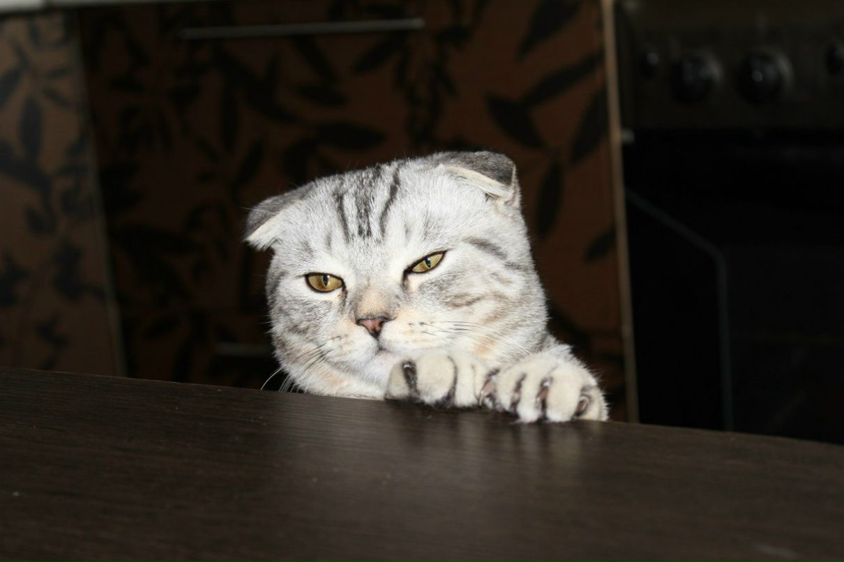 Вероничка Селина | Екатеринбург