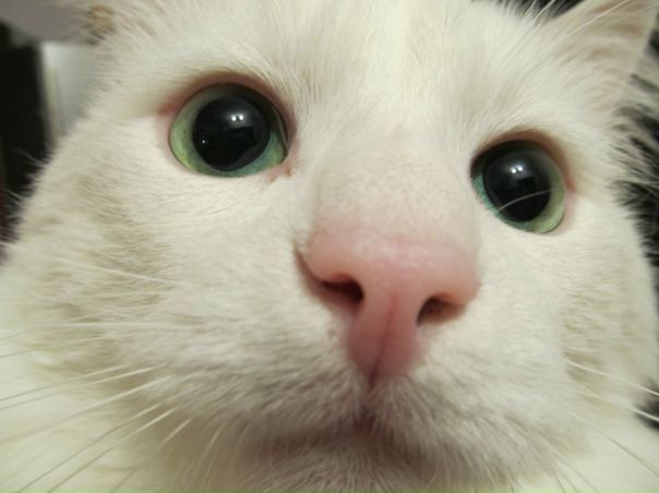 Енуарий Пешков фото профиля #2