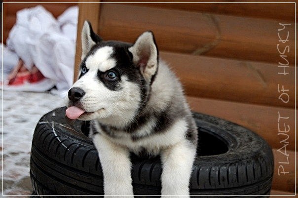 Maksym Spasybo | Киев