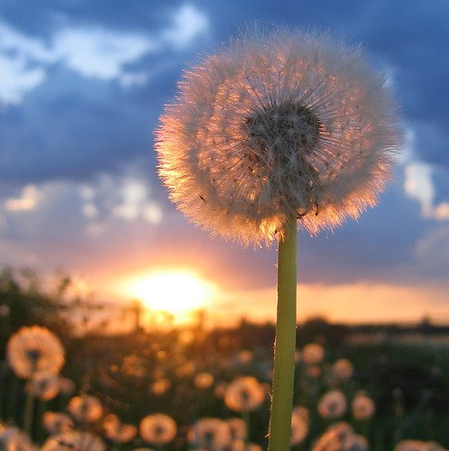 Надія Бандуровська | Черновцы