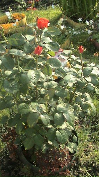 №105, Мария Фролова №105, Мария Фролова