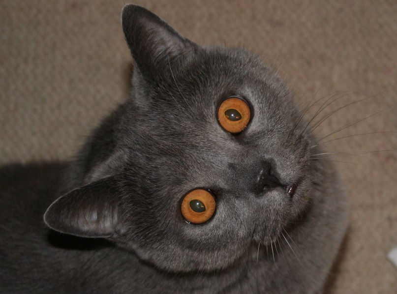 Евгений Шириня | Самара