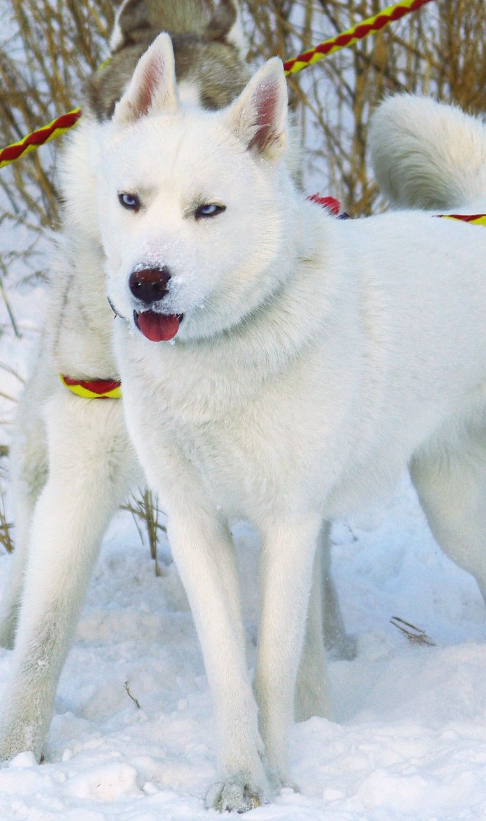 Jio Freed | Красноярск