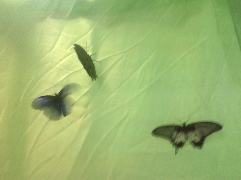 Алла Аракелова | Ессентуки