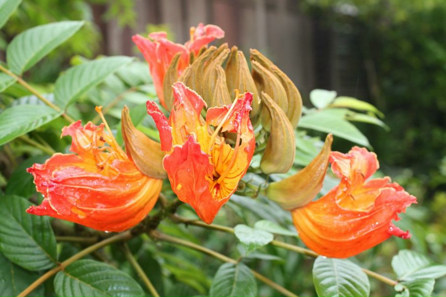 №32, Ян Сосман, Санкт-Петербург №32, Ян Сосман, Санкт-Петербург