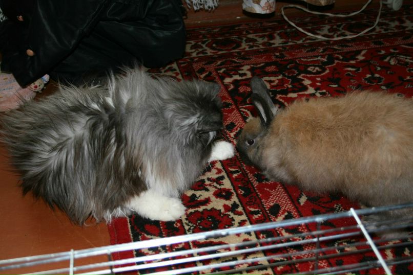 Елена Основина-Лакеева | Ростов-на-Дону