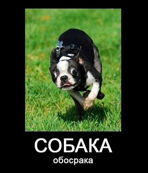 Гурген Вахтангдзерудзе | Москва