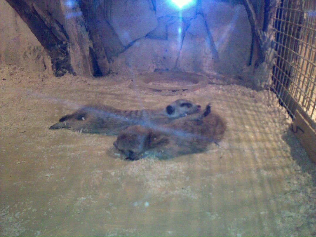 Григорий Поляков | Красноярск