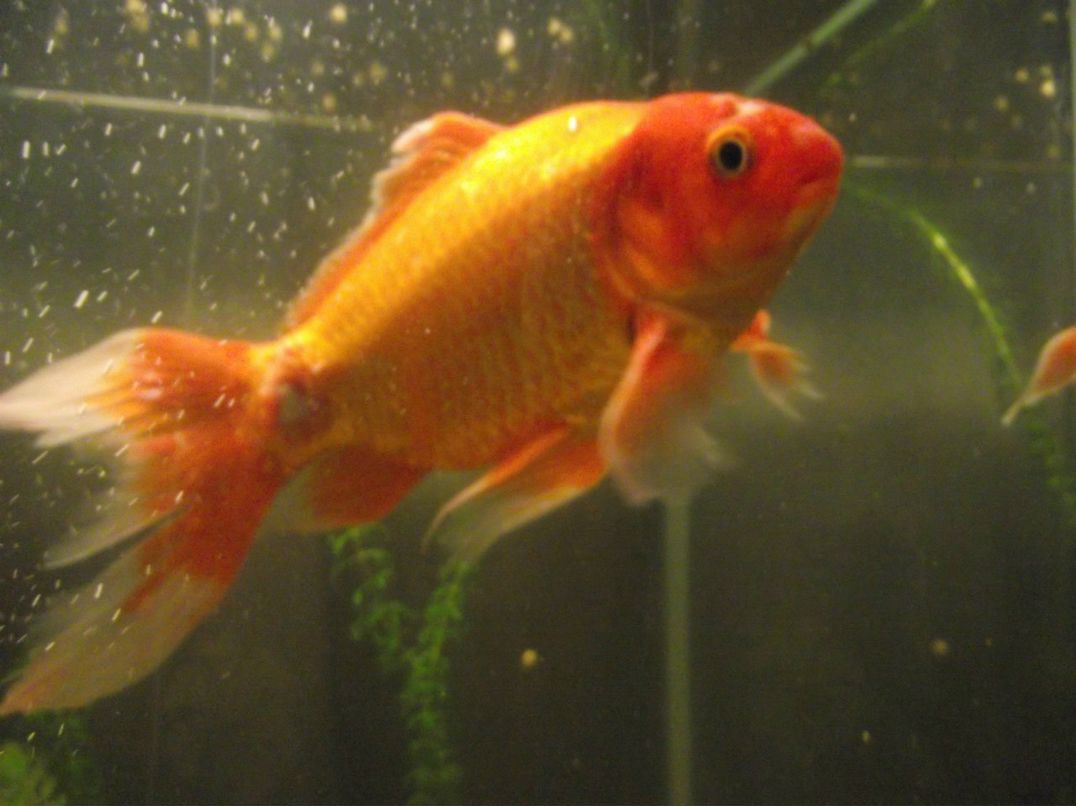 Павел Г | Омск