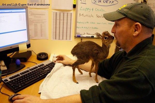 Ibel Недымный | Санкт-Петербург