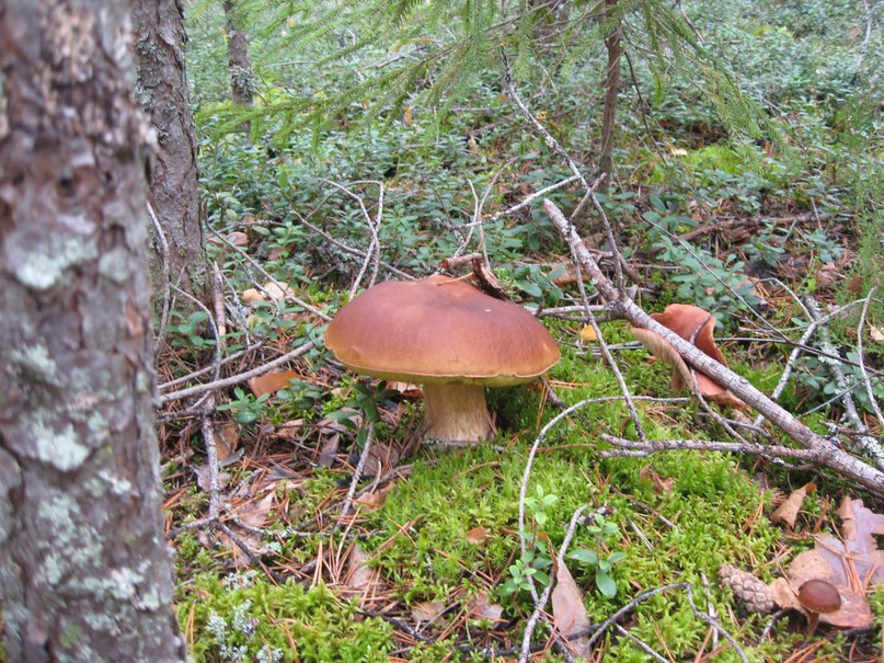 Павел Дерябин | Санкт-Петербург