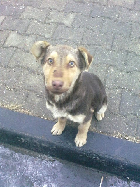 Эксгибиционист Невидимка | 