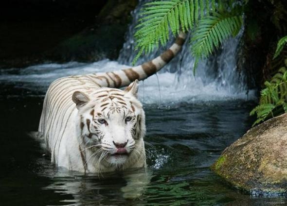 №60, Alexander Ugnich-Maneli, Tiberias №60, Alexander Ugnich-Maneli, Tiberias