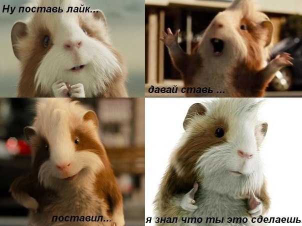 Елена Соколова | Санкт-Петербург