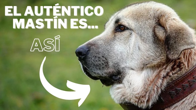 El auténtico Mastin Español