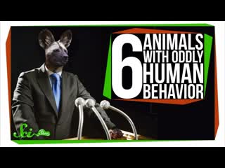 6 Animals with Oddly Human Behavior