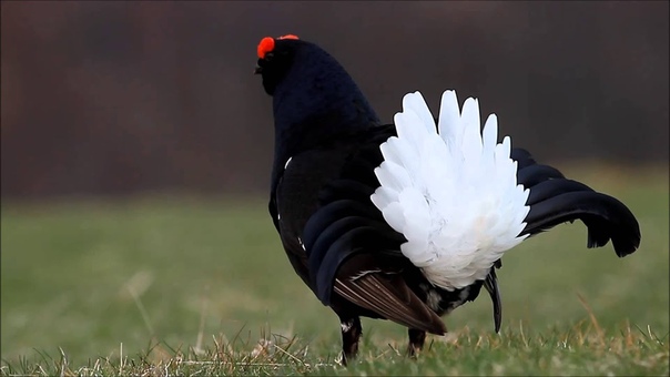 Black grouse, Тетерев, Tetrao tetrix, Lyrurus
