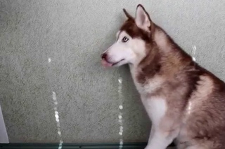 Жесть.Хаски отгадывает и играет в ладушки...Husky guess which hand (Uki Sever & Kai)