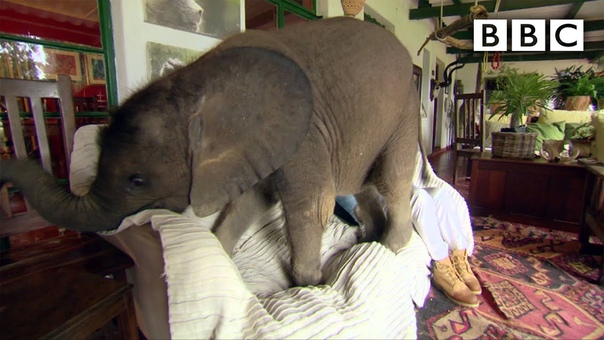 Baby elephant causes havoc at home Natures Miracle Orphans: Series 2 Episode 1 Preview BBC