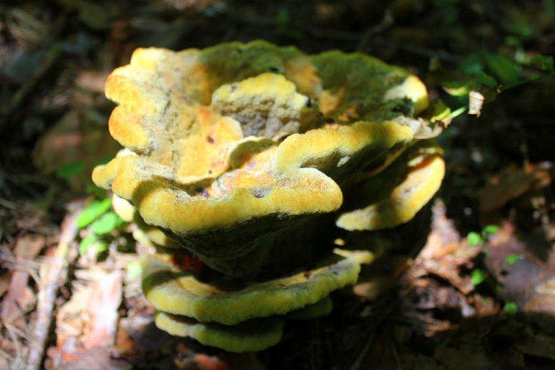 Максим Сухарев | Кратово