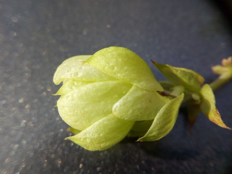 Евгений Романов | Воронеж