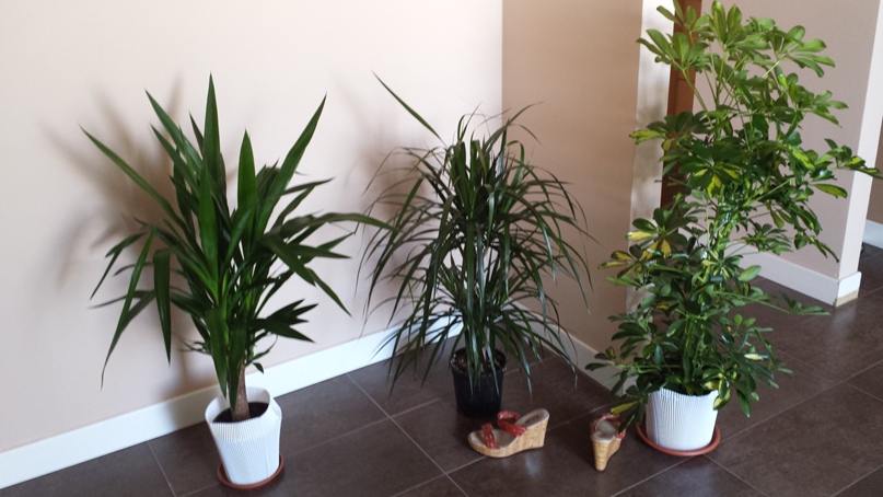 Elena Borisova | Napoli