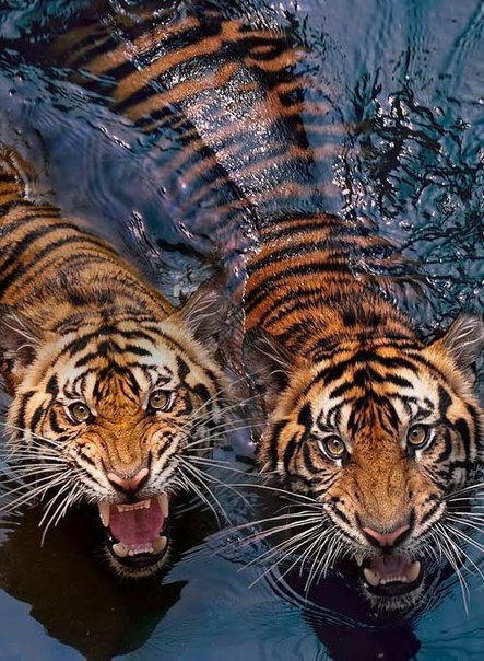 Алёна Нестеренко |