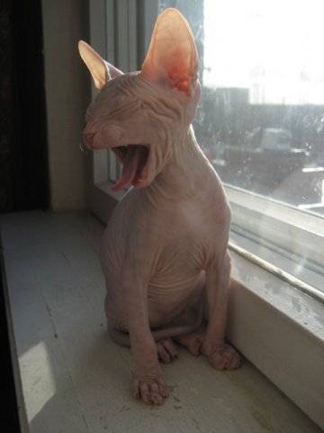 Ирина Тростянская | Санкт-Петербург