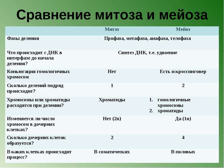 Картинки ДЕЛЕНИЕ КЛЕТКИ МИТОЗ ТАБЛИЦА